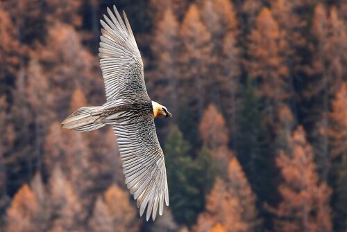 Les randonnées avec Olivier Trompette