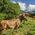 © modane-camping-les-combes - HMVT/B.Lemoine