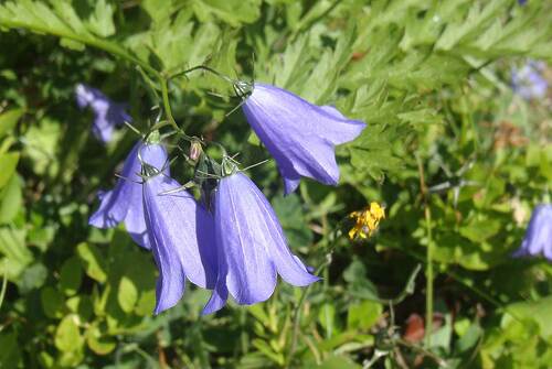 Discovery of culinary and medicinal plants