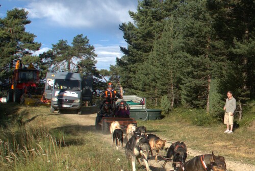 Sortie accompagnée en kart à chiens