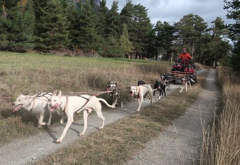 Sortie accompagnée en kart à chiens