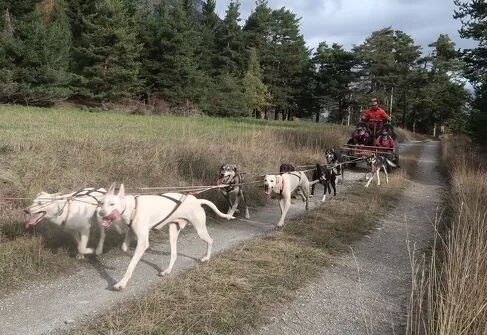 Sortie accompagnée en kart à chiens
