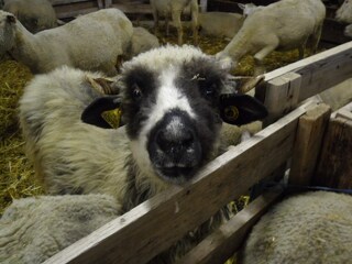Ferme pédagogique L'Etoile du Berger