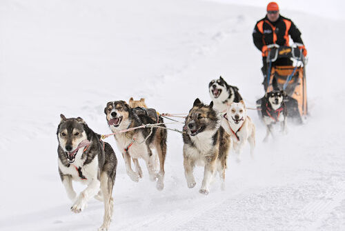 Baptême en chiens de traîneaux