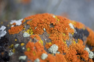 Exposition - Minéraux et lichens endémiques