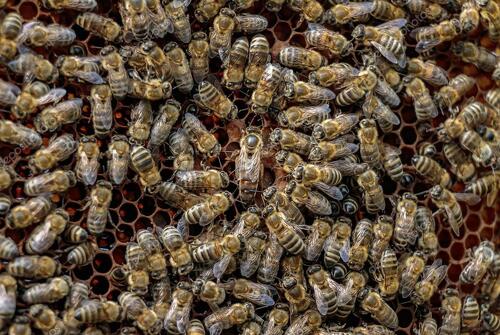 Discover the world of bees - Lavvu hikes
