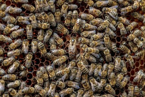 Balade découverte du monde des abeilles - Les randos du Lavvu