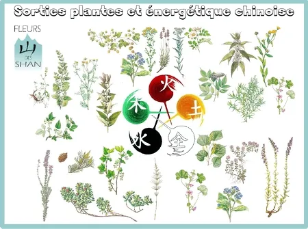 Plantes et énergétique chinoise