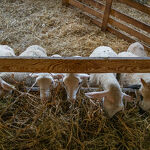 © La Ferme des Brebiquettes - Les brebis en train de manger - OTI MONTAGNICIMES