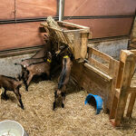 © La Ferme des Brebiquettes - Les chevreaux - OTI MONTAGNICIMES