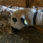 © La Ferme des Brebiquettes - Les brebis - OTI MONTAGNICIMES