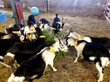 Découverte de la ferme et de nos chèvres des Savoie