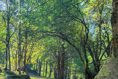 Forestry footpath