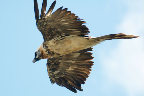 A la découverte des grands rapaces de Vanoise