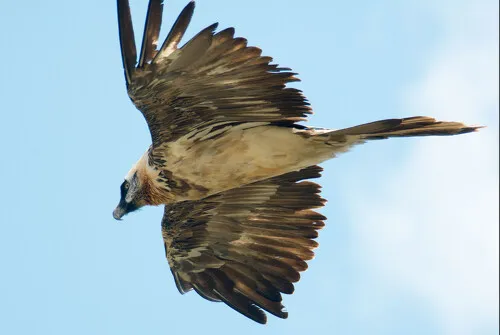 A la découverte des grands rapaces de Vanoise