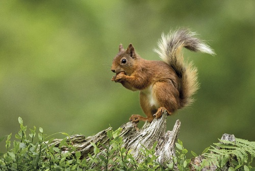 Enduro: The Squirrel