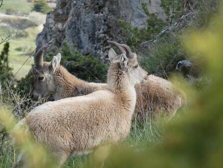 Découverte de la faune sauvage