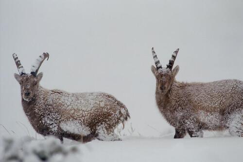 Point rencontre - Découverte de la faune en hiver -  Termignon