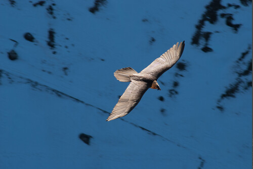 A la découverte des rapaces de Vanoise