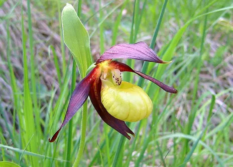 Discovery of culinary and medicinal plants