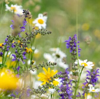 Discovering the world of bees