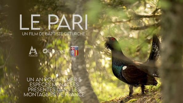 Outdoor screening - Le Pari
