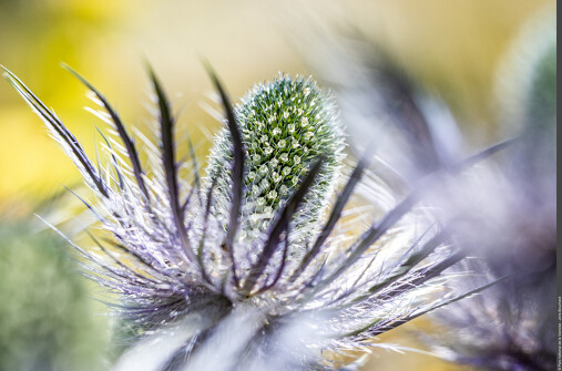 Les super pouvoirs des fleurs - Parc national de la Vanoise