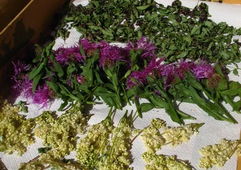 Workshop - The Medicinal Properties of Wild Mountain Plants