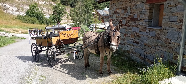 Horse-drawn carriage ride