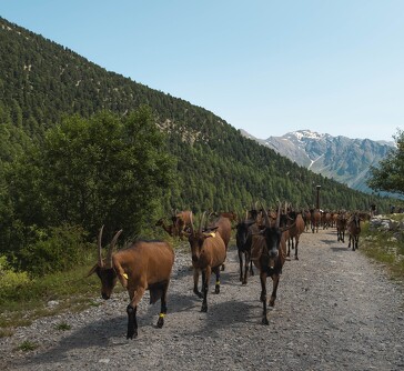 Traite des chèvres