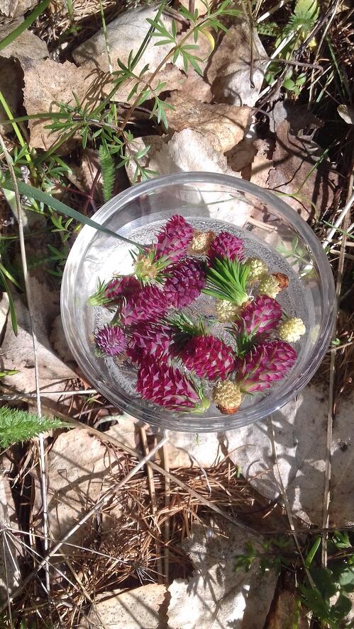 Initiation aux élixirs floraux