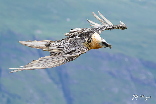 Diaporama - Gypaète barbu, phénix des Alpes