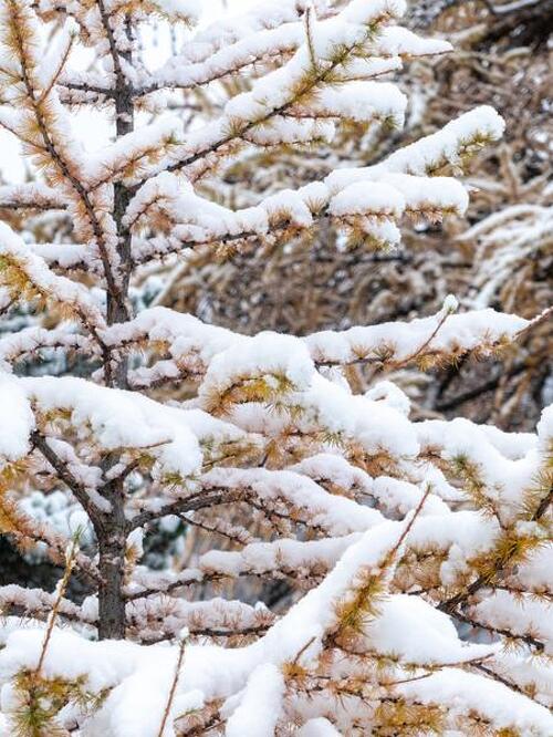 Itinéraire piéton raquettes  : Le Grand Cerf