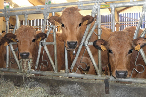 Rencontre à la ferme : visite guidée à la ferme des Coulours