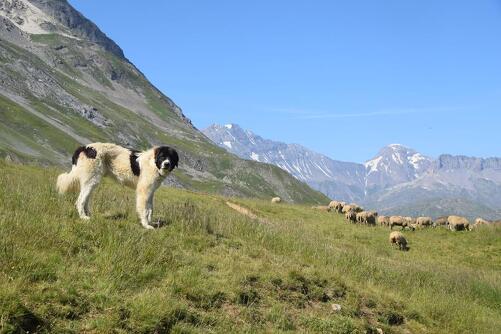 Marcher avec le vivant : Agriculture et biodiversité en alpage I Rendez-vous Nature en Savoie