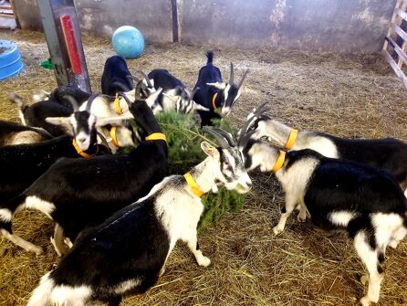 Nature & Ski - Visite de la chèvrerie