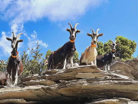Discover the farm and our Savoy goats