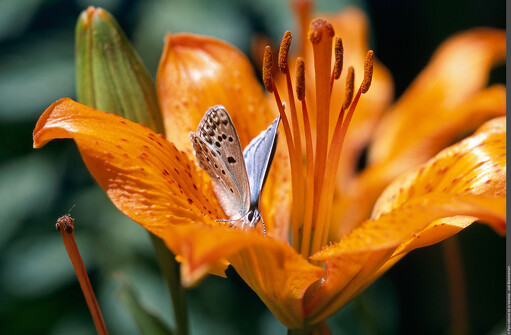 Exposition De fleur en fleur