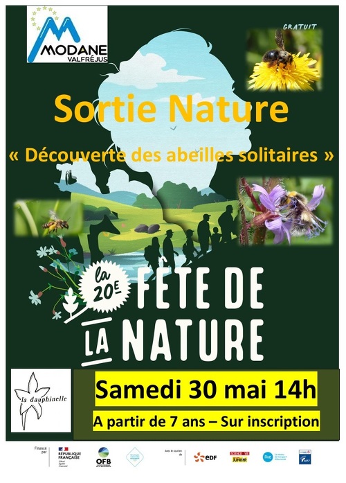 Sortie nature : Découverte des abeilles solitaires