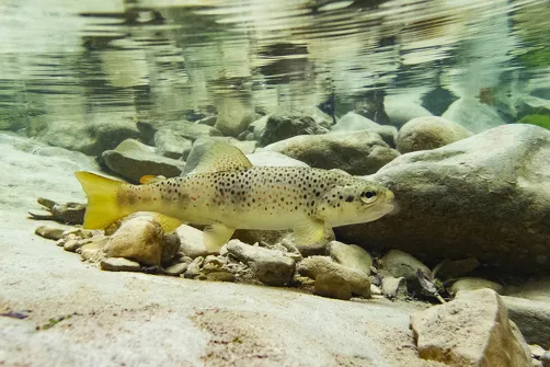 Fishing - Le Charmaix