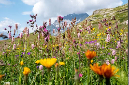 Parlons fleurs ! un RDV pour découvrir la flore du Parc national de la Vanoise