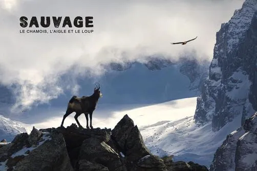 Film de montagne - Sauvage le Chamois, l’Aigle et le Loup