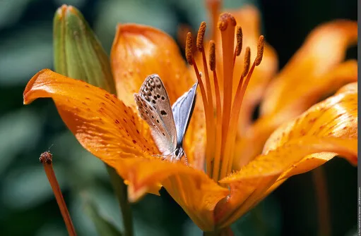 Exposition - De fleur en fleur