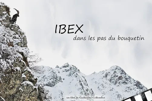Projection en extérieur - Ibex, dans les pas du bouquetin