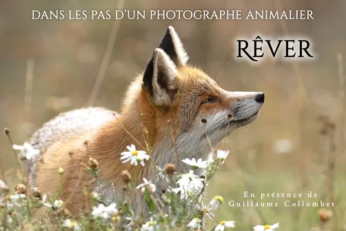 Projection en extérieur - Rêver, dans les pas d'un photographe animalier
