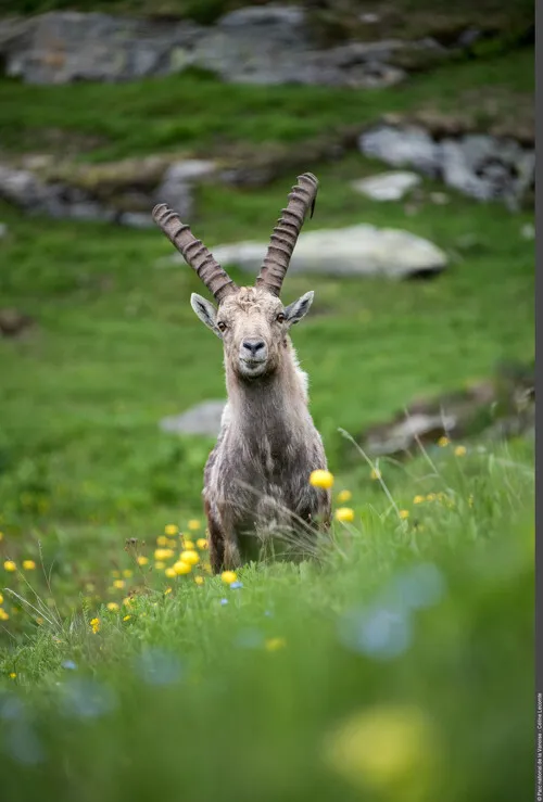Animation sur le roi des Alpes, le bouquetin