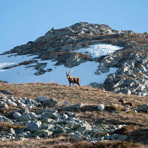 HMV_decouvrir-environnement-faune