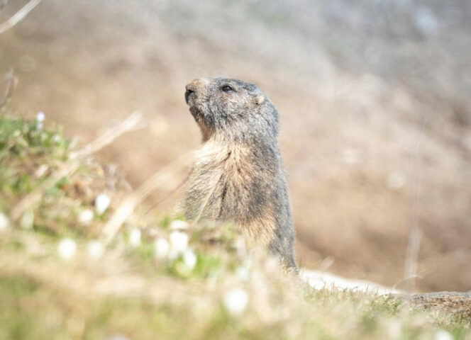 HMV_environnement-marmotte2