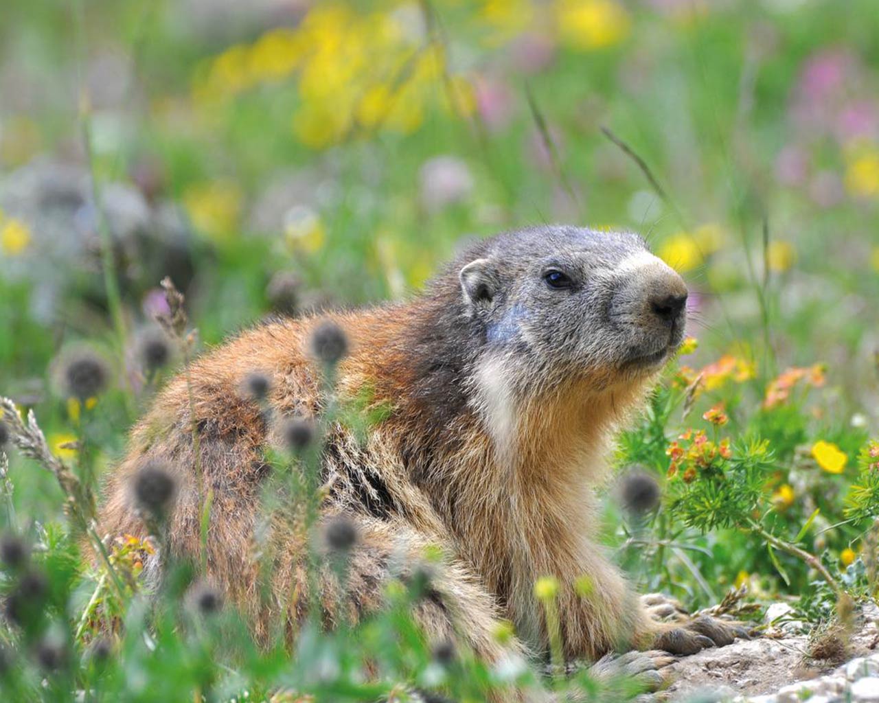 Where to see marmots in the heart of the Alps? - Haute Maurienne