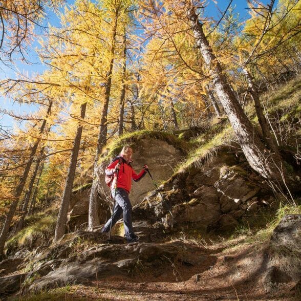 Hiking between golden larches